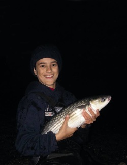 A fine Mullet taken on a dry maggot fly